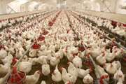 افزایش 14 درصدی جوجه ریزی در مرغداری های گوشتی شهرستان تفرش