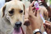 واکسیناسیون تعداد 650 قلاده سگ نگهبان علیه بیماری هاری