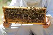 صادرات عسل استان مرکزی ۱۴۵ درصد افزایش یافت