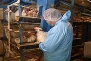 آمادگی دامپزشکی تفرش جهت مقابله با بیماری آنفلوانزای فوق حاد پرندگان