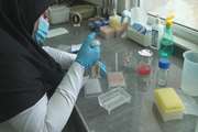 ۶۹ هزار آزمایش تشخیصی در دامپزشکی استان مرکزی انجام شد