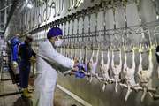 32 هزار و  508تن گوشت در کشتارگاه‌های استان مرکزی تولید شد