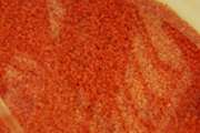 واردات یک میلیون و ۵۰۶ هزار قطعه تخم چشم زده ماهی قزل‌آلا به خمین