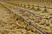 17 میلیون قطعه جوجه ریزی در استان مرکزی انجام شد
