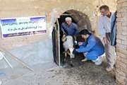 برگزاری رزمایش جهاد دامپزشکی استان مرکزی در شهرستان شازند