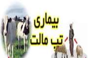 شیب نزولی ایجاد کانون تب مالت در شازند