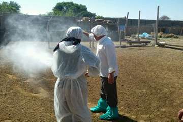 آغاز سمپاشی دامهای روستایی جهت پیشگیری از بیماری مشترک تب خونریزی دهنده کریمه - کنگو