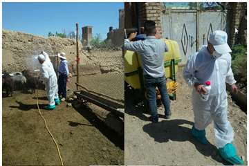 آغاز سمپاشی دامهای روستایی جهت پیشگیری از بیماری مشترک تب خونریزی دهنده کریمه - کنگو