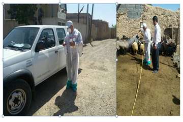 آغاز سمپاشی دامهای روستایی جهت پیشگیری از بیماری مشترک تب خونریزی دهنده کریمه - کنگو