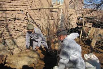 ارائه خدمات رایگان توسط شبکه دامپزشکی ساوه به مناسبت دهه فجر