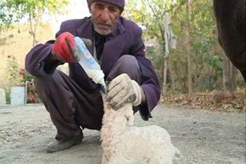 تولد بره بی دست و پا در کمیجان