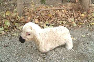 تولد بره بی دست و پا در کمیجان