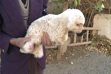 تولد بره بی دست و پا در کمیجان