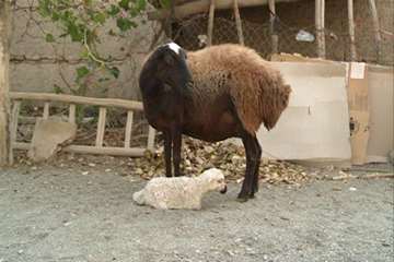 تولد بره بی دست و پا در کمیجان