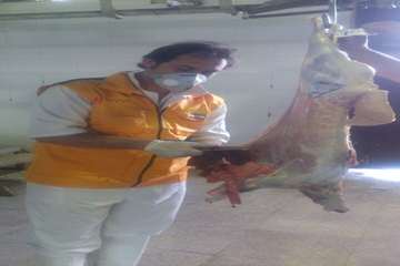 نظارت بهداشتی بر دامهای کشتاری به مناسبت عید سعید قربان