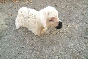 تولد بره بی دست و پا در کمیجان