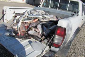 ضبط و معدوم سازی 400 کیلو گرم ماهی غیر بهداشتی در شهرستان ساوه