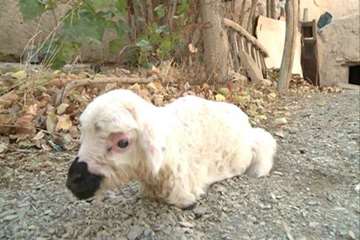 تولد بره بی دست و پا در کمیجان