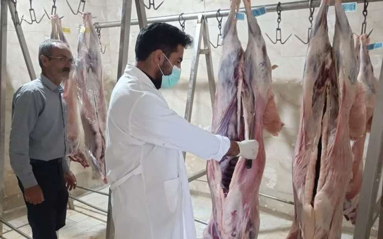 ذبح دام قربانی در شرایط بهداشتی کشتارگاه های دام 