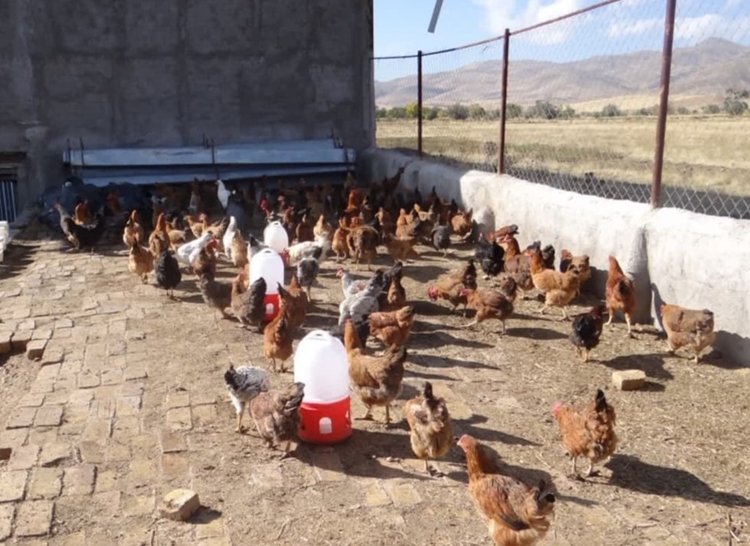 ایمن‌سازی ۳۲۰ هزار قطعه طیور بومی استان مرکزی علیه بیماری نیوکاسل